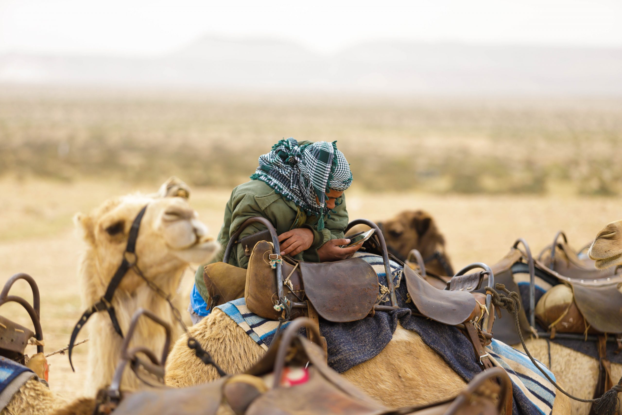 Bedouin, Camel, Desert, גמל, בדואי, טלפון